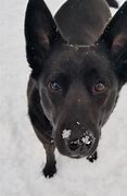 Image result for Dog Cold Nose