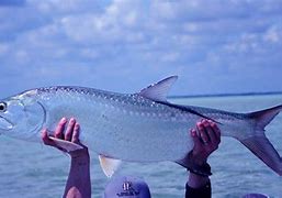 Image result for Ikan Belin Laut