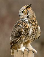 Image result for Adult Great Horned Owl