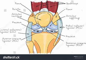 Image result for Illustration of Knee Anatomy