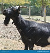 Image result for Brown N White Male Goat