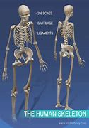 Image result for Skeleton Function