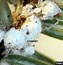 Image result for Hemlock Woolly Adelgid Map