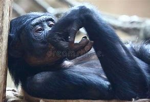 Image result for Chimpanzee Eating Meat