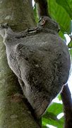 Image result for Colugo