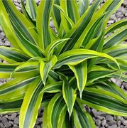 Image result for Variegated Dracaena