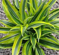 Image result for Dracaena Marginata Variegated