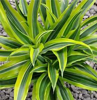 Image result for Variegated Dracaena Plant