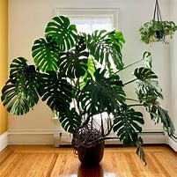 Image result for Cây Monstera