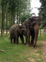 Image result for Whipsnade Zoo Elephants