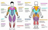 Image result for Different Parts of Body to Workout