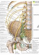 Image result for Spinal Nerves Lumbar Spine