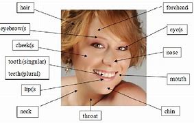 Image result for Body Parts Head