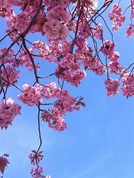 Image result for Aesthetic Pastel Pink Background with Flowers