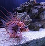 Image result for Saltwater Lionfish