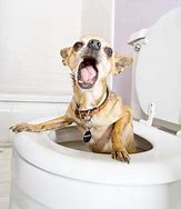 Image result for Indoor Dog Toilet