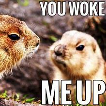 Image result for Funny Prairie Dog