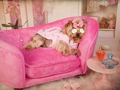 Image result for Dog Spa Pics