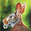 Image result for Cool Rabbit Artwork