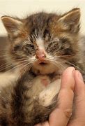 Image result for Sick Cat with Feline Leukemia