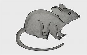 Image result for Barn Rat Drawing