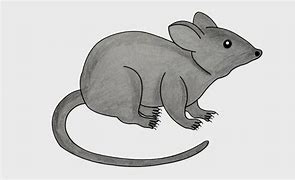 Image result for Pet Rat Drawing