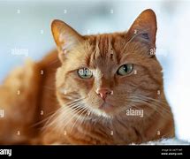 Image result for Orange Swirl TabbyCat