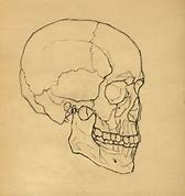 Image result for 3 4. Profile Skull Drawing