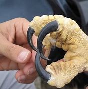 Image result for Shoulder Talons