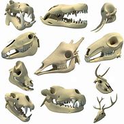 Image result for Strange Animal Skulls