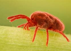 Image result for Little Red Spiders Mites