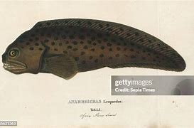 Image result for Seawolf Fish