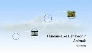 Image result for Human-Like Behavior in Animals