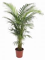 Image result for Palm Tree Plant