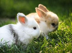 Image result for Super Cute Baby Bunnies