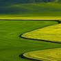 Image result for Bright Yellow Green Shrubs