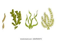 Image result for Seaweed Droings