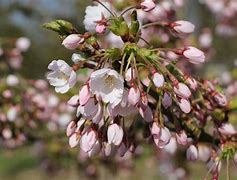 Image result for Hanami Festival