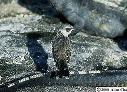 Image result for Galapagos Mockingbird