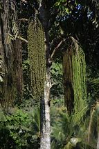 Image result for Katol Tree