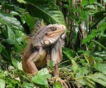 Image result for Panama Canal Animals