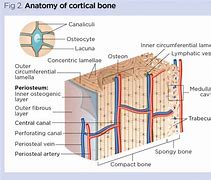 Image result for Inside Bone Labeled