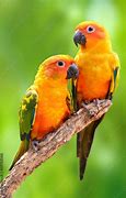 Image result for Conure Bird Pic