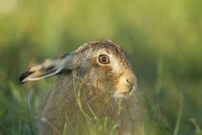 Image result for Brown Hare