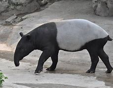 Image result for Tapirus Polkensis