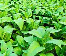 Image result for About Tobacco Plant