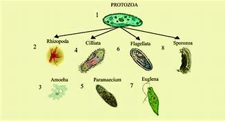 Image result for Small Protozoans