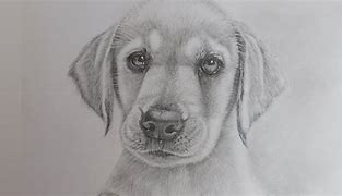 Image result for Realistic Dog Drawing Easy