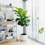 Image result for Indoor Fig Tree