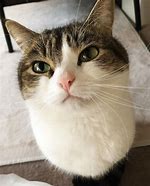 Image result for Face of Wawa Cat